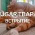 SUGAR ТРАРЬ ВСКРЫТИЕ Speed Up