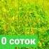 Поддерживающий взяток для пчел пчеловодство 2 06 2023 пасека пчелы мёд природа