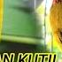 Suara Burung Kutilang Emas Kombinasi Burung Kenari