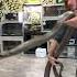 Cranky King Cobra Shorts KingCobra Snakes