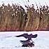 Golden Eagle Vs Peregrine Falcon Trending Peregrinefalcon Goldeneagle Animals Birds Youtubeshorts