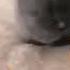 He Is Rapidly Approaching Your Location Cat Meme Memes
