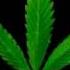 The Marijuana Song Hallelujah Parody