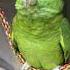 Bad Boys Bird ViralHog