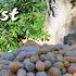 Harvest Delights In Rural Yunnan A Culinary Feast Of Autumn Bounty Dianxixiaoge