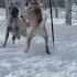 REYNA ZİNDAN Kangaldog Kangal Animals Dişikangal