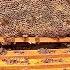 Honey Harvest 2025 80 Pounds Of Liquid Gold