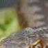 Snake Sound Effects Animals Sounds Animals Sound Effects Hissing Sound SNAKE