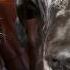 Tallest Dog Meets Smallest Dog Guinness World Records