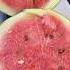 Puchakai Is Good For Health Watermelon Puchakai Ytshorts Trendingshorts Summertime Bye
