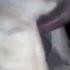 Donkey Mating Matting Shorts