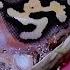 Gene X Ball Python Genetics And Amazing Combo S