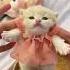 Cute Kitten Cat Lovecats Cats Catvideos Kittens Catlover Princesscat Kitten