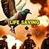 How Pigeons Became Secret Messengers In WW1 Unbelievable War Stories