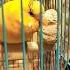 Завтра выходной Richi завтра выходной зрение юмор птицы попугай Parrot мем отдыхаем