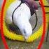 Amazing Bird Trap S