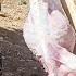 Eid Sacrifice In The Mountains Halimeh Returns Home For The Celebration