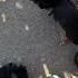 The Mother Who Was Chained And Her 6 Puppies Are In My Shelter Takis Shelter