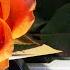 Piano Bar Jazz Lounge Music The Best Of Latin Lounge Jazz Bossa Nova Samba And Smooth Beat C11