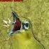 MASTERAN PLECI SPEED RAPAT MATERI DAHSYAT Masteranpleci Masteranjuara Shortsfeed