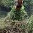 BEAST MODE Excavator DESTROYS Jungle Satisfying Destruction Excavator Destruction Satisfying