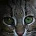 Rusty Spotted Cat Species Habitats Awareness Programme The Habitats Trust Films