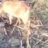 बकर प लन Goat Farming Sheli Palan Bakri Farm Shorts Viral Trending