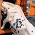 Race Against Time Rescuing A Calf Buried In Sand Cow Animalrescue