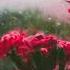 Goodbye Fatigue Fall Sleep With Heavy Rain And Thunder Window Rain By Relaxing Sounds Place