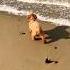 Buddy And The Ocean Asmr Toypoodle Cute