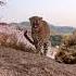 Angry Jaguar On The Bird Jaguar Angry Short Video