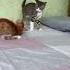 Cute Cat Videos Cat Videos Compilation 2022 116 Funny Cat Videos2022 Atb Animal Videos
