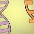 DNA Vs RNA Updated