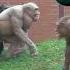 Jambo And Mongo Shorts HairlessChimp