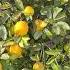 Lemon Tree With Full Of Lemons From The Ground Shorts