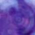 Brian Jonestown Massacre Evergreen