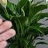 Just 1 Glass Makes It Explode With So Many Flowers Any Plant