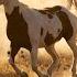 Relaxing Western Cowboy Ambience Music With Beautiful Scenery Of The American West Rocky Mountains