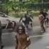 Kericuhan Mahasiswa Papua Dengan Polisi Di Bali