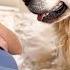 Golden Retriever Reacts To Pregnant Human Mom Hugging A Tiny Kitten So Sweet