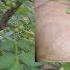 Picking Sichuan Pepper In Pakistan Hunt For Prickly Ash Zanthoxylum Dumburra