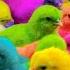 Tangkap Ayam Lucu Ayam Warna Warni Ayam Rainbow Kelinci Lucu Bebek Lucu Ikan Koi Hewan Lucu