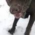 Собачье счастье это когда усы в снегу лабрадормарк Labrador лабрадор Dogs собаки любовь