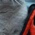 How To Travel With A Cat In The Car