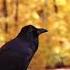 Ворон разговаривает Corvids Crow Birds птицы ворон врановые