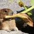 Pika Dragging A Giant Harvest Back To Its Den