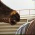 Miracle Horse How Is He Now University Of Tennessee Visits The Farm