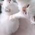 котята Священной бирмы