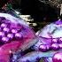 Pry Open The Giant Purple Clam Inside There Are Countless Purple Pearls Extremely Beautiful