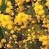 Burke S Backyard Wattle